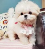 Extremely beautiful puppy looking for a loving home