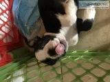 Boston Terrier