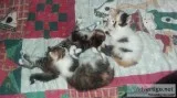 Kittens freshly weened