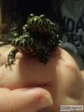 Fire-bellied toads.