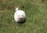 beautiful maltes puppy available for sale