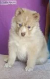 Pomsky puppies