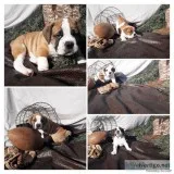 Registered Olde English Bulldogges