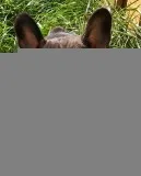 Ready Next Week Kc French Bulldogs For Sale