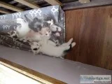 Kittens