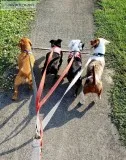 Dog WalkingPet Sitting