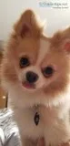 1 year old male pomeranian