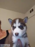 Siberian Husky Puppies