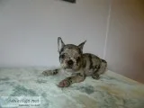 french bulldog male puppy