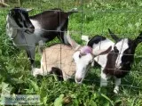 Young starter herd. American alpine dairy goats. 2 doelings1 buc