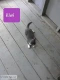 Free kittens