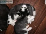 Siberian husky pups