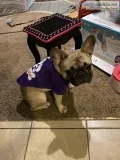 French bulldog female
