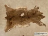 Two Tanned Deer pelts 55 for both