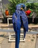 Lovely macaw for sale