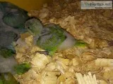 Quaker Parrots