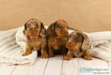 Top quality miniature DACHSHUND puppy
