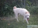 A.K.C maleSiberian Husky .21- months Old.(For Sale).