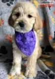 labradoodle f1