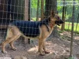 Champion bloodline German Shepherd puppies