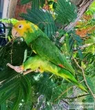 Lovely Yellow-Headed Amazon For Sale