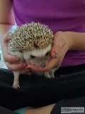 Hedgehog male and babies