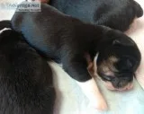 R T CAMELOT RANCH AUSTRALIAN SHEPHERDS