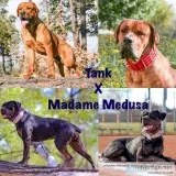 14 Rottweiler 34 Italian Mastiff