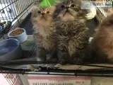 Ragamuffins