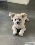 Maltese Yorkie Puppy