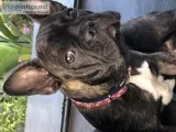 French Bulldog puppy