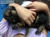 German Shepherd puppies