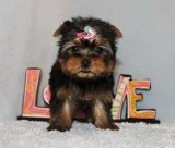 Micro Tiny Teacup Yorkie Puppy Girl (Tacy)