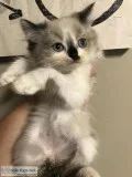 Ragdoll male 300 very cute