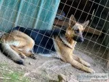 Champion bloodline German Shepherd puppies