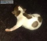 Apple Head Chihuahuas Male and Female