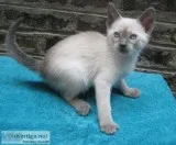 Siamese Bluepoint