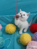 PURE BREED BRITISH SHORTHAIR KITTENS