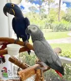 LOVELY AFRICAN GREY FOR SALE
