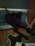 Black German Shepard mix puppy