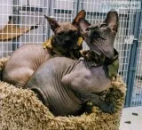Two Beautiful Green Eyed Male Sphynx