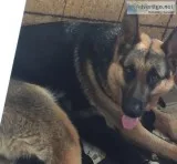 German Shepherd puppies