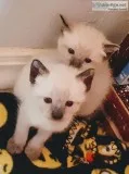 Siamese Snowshoe kittens ready to go