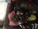 Yorkies