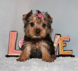 Toy Yorkie Puppy Girl (Urice)