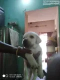 Labrador male puppy for sale Rs. 8500- Srikanth 8144306132