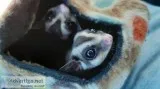 Sugar Gliders