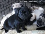 Pug Puppy for sale