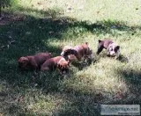 CKC Boxer Puppies