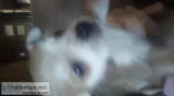 Teacup pomchi puppies